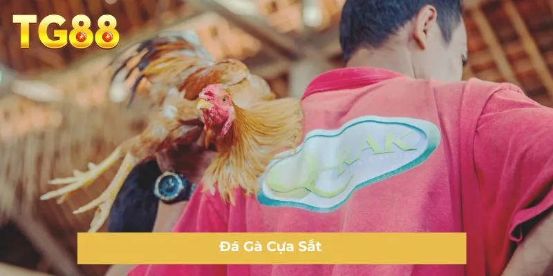 Đá Gà Cựa Sắt