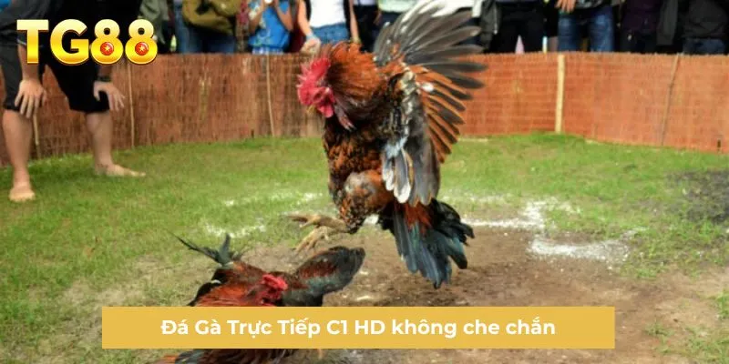 Đá Gà Trực Tiếp C1 HD không che chắn
