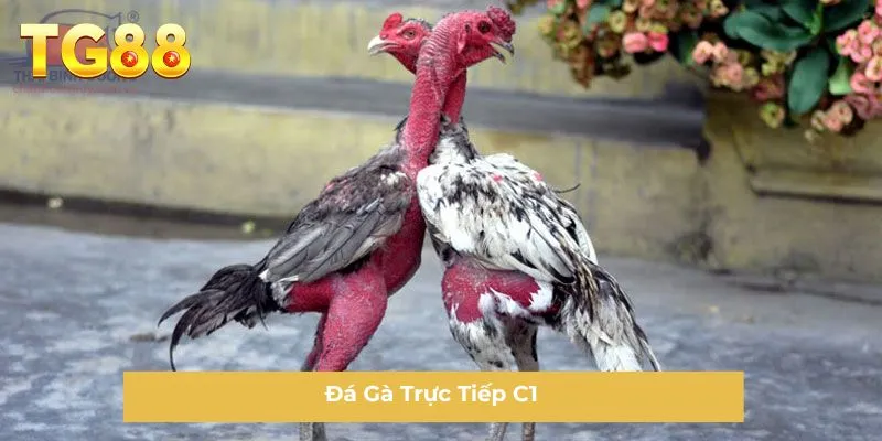 Đá Gà Trực Tiếp C1