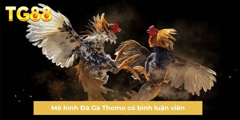 Mô hình Đá Gà Thomo có bình luận viên